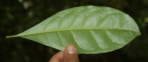  ( - BioBot05067)  @11 [ ] Copyright (2010) Unspecified Unspecified