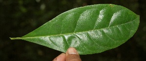  ( - BioBot05067)  @11 [ ] Copyright (2010) Unspecified Unspecified