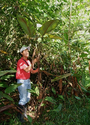  ( - BioBot05086)  @11 [ ] CreativeCommons - Attribution Non-Commercial Share-Alike (2010) Daniel H. Janzen Guanacaste Dry Forest Conservation Fund