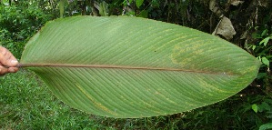  ( - BioBot05086)  @11 [ ] Copyright (2010) Unspecified Unspecified