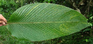 ( - BioBot05086)  @11 [ ] Copyright (2010) Unspecified Unspecified