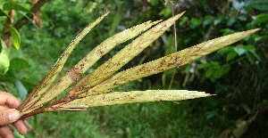  ( - BioBot05086)  @11 [ ] Copyright (2010) Unspecified Unspecified
