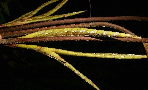  ( - BioBot05086)  @11 [ ] Copyright (2010) Unspecified Unspecified