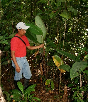  ( - BioBot05087)  @11 [ ] CreativeCommons - Attribution Non-Commercial Share-Alike (2010) Daniel H. Janzen Guanacaste Dry Forest Conservation Fund