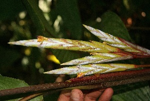  ( - BioBot05087)  @11 [ ] Copyright (2010) Unspecified Unspecified