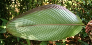  ( - BioBot05087)  @11 [ ] Copyright (2010) Unspecified Unspecified