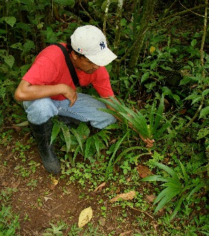  ( - BioBot05090)  @11 [ ] CreativeCommons - Attribution Non-Commercial Share-Alike (2010) Daniel H. Janzen Guanacaste Dry Forest Conservation Fund