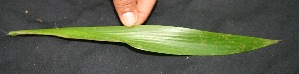  ( - BioBot05090)  @11 [ ] Copyright (2010) Unspecified Unspecified