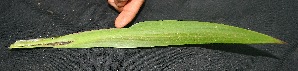  ( - BioBot05090)  @11 [ ] Copyright (2010) Unspecified Unspecified