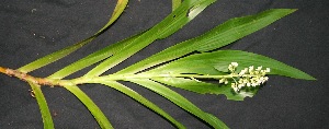  ( - BioBot05091)  @11 [ ] Copyright (2010) Unspecified Unspecified