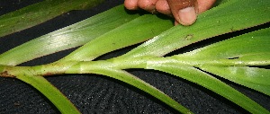  ( - BioBot05091)  @11 [ ] Copyright (2010) Unspecified Unspecified