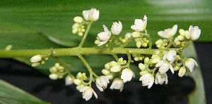  ( - BioBot05091)  @11 [ ] Copyright (2010) Unspecified Unspecified