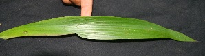  ( - BioBot05091)  @11 [ ] Copyright (2010) Unspecified Unspecified