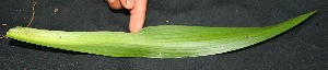  ( - BioBot05091)  @11 [ ] Copyright (2010) Unspecified Unspecified