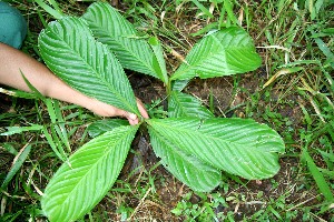  ( - BioBot05092)  @11 [ ] Copyright (2010) Unspecified Unspecified