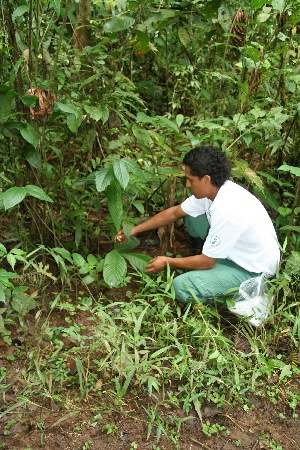  ( - BioBot05093)  @11 [ ] CreativeCommons - Attribution Non-Commercial Share-Alike (2010) Daniel H. Janzen Guanacaste Dry Forest Conservation Fund