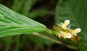  ( - BioBot05093)  @11 [ ] Copyright (2010) Unspecified Unspecified