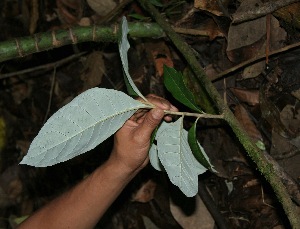  (Piptocarpha poeppigiana - BioBot05103)  @11 [ ] CreativeCommons - Attribution Non-Commercial Share-Alike (2010) Daniel H. Janzen Guanacaste Dry Forest Conservation Fund