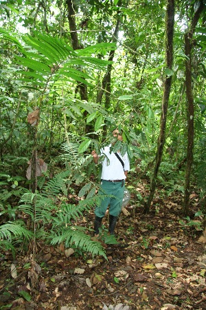  (Guarea bullata - BioBot05106)  @11 [ ] CreativeCommons - Attribution Non-Commercial Share-Alike (2010) Daniel H. Janzen Guanacaste Dry Forest Conservation Fund