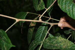  ( - BioBot05106)  @11 [ ] Copyright (2010) Unspecified Unspecified