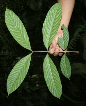  ( - BioBot05106)  @11 [ ] Copyright (2010) Unspecified Unspecified