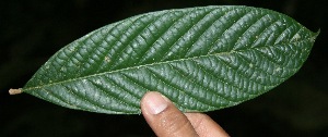  ( - BioBot05106)  @11 [ ] Copyright (2010) Unspecified Unspecified