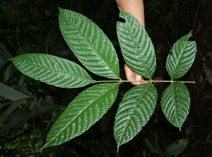  ( - BioBot05107)  @11 [ ] Copyright (2010) Unspecified Unspecified