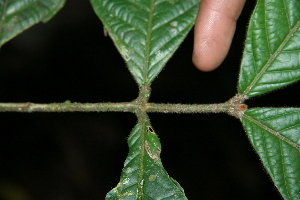 ( - BioBot05107)  @11 [ ] Copyright (2010) Unspecified Unspecified