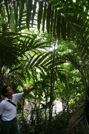 ( - BioBot05108)  @11 [ ] CreativeCommons - Attribution Non-Commercial Share-Alike (2010) Daniel H. Janzen Guanacaste Dry Forest Conservation Fund