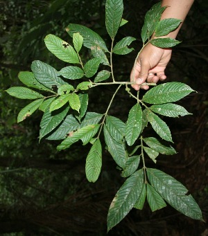 ( - BioBot05108)  @11 [ ] Copyright (2010) Unspecified Unspecified