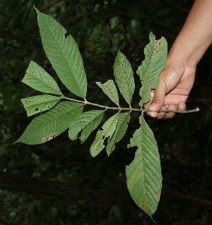  ( - BioBot05108)  @11 [ ] Copyright (2010) Unspecified Unspecified