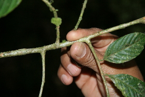  ( - BioBot05108)  @11 [ ] Copyright (2010) Unspecified Unspecified