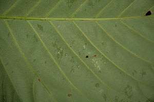  ( - BioBot05144)  @11 [ ] Copyright (2010) Unspecified Unspecified