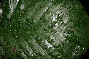  ( - BioBot05144)  @11 [ ] Copyright (2010) Unspecified Unspecified