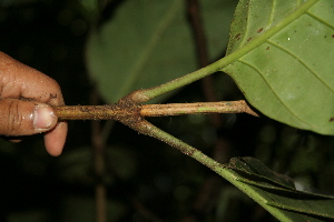  ( - BioBot05145)  @11 [ ] Copyright (2010) Unspecified Unspecified