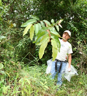  ( - BioBot05154)  @11 [ ] CreativeCommons - Attribution Non-Commercial Share-Alike (2010) Daniel H. Janzen Guanacaste Dry Forest Conservation Fund