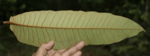  ( - BioBot05154)  @11 [ ] Copyright (2010) Unspecified Unspecified