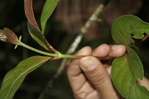  ( - BioBot05157)  @11 [ ] Copyright (2010) Unspecified Unspecified