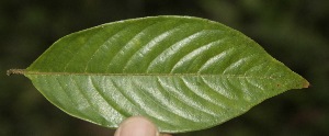  ( - BioBot05157)  @11 [ ] Copyright (2010) Unspecified Unspecified