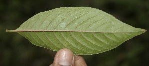  ( - BioBot05157)  @11 [ ] Copyright (2010) Unspecified Unspecified