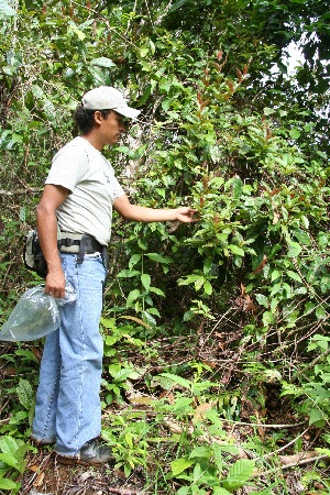  ( - BioBot05158)  @11 [ ] CreativeCommons - Attribution Non-Commercial Share-Alike (2010) Daniel H. Janzen Guanacaste Dry Forest Conservation Fund