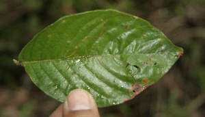 ( - BioBot05158)  @11 [ ] Copyright (2010) Unspecified Unspecified