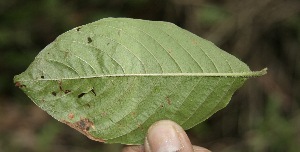  ( - BioBot05158)  @11 [ ] Copyright (2010) Unspecified Unspecified