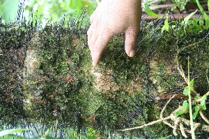  ( - BioBot05163)  @11 [ ] Copyright (2010) Unspecified Unspecified