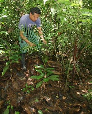  ( - BioBot05168)  @11 [ ] CreativeCommons - Attribution Non-Commercial Share-Alike (2010) Daniel H. Janzen Guanacaste Dry Forest Conservation Fund