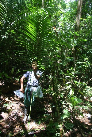  ( - BioBot05170)  @11 [ ] CreativeCommons - Attribution Non-Commercial Share-Alike (2010) Daniel H. Janzen Guanacaste Dry Forest Conservation Fund