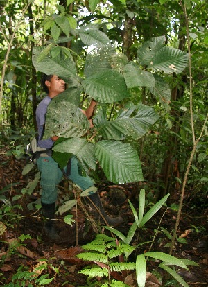  ( - BioBot05180)  @11 [ ] CreativeCommons - Attribution Non-Commercial Share-Alike (2010) Daniel H. Janzen Guanacaste Dry Forest Conservation Fund