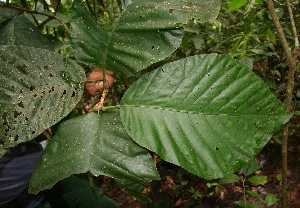  ( - BioBot05180)  @11 [ ] Copyright (2010) Unspecified Unspecified