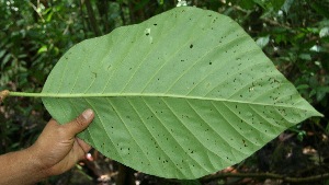  ( - BioBot05180)  @11 [ ] Copyright (2010) Unspecified Unspecified