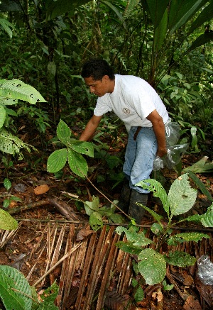  (Costus malortieanus - BioBot05194)  @11 [ ] CreativeCommons - Attribution Non-Commercial Share-Alike (2010) Daniel H. Janzen Guanacaste Dry Forest Conservation Fund